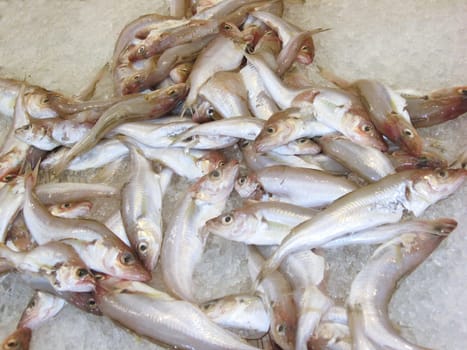 Fischli