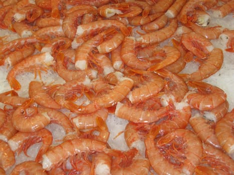 Scampi