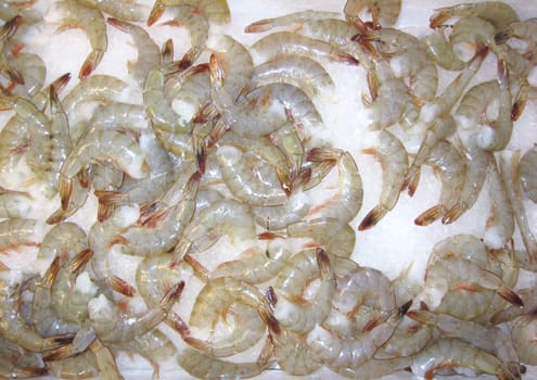 Scampi