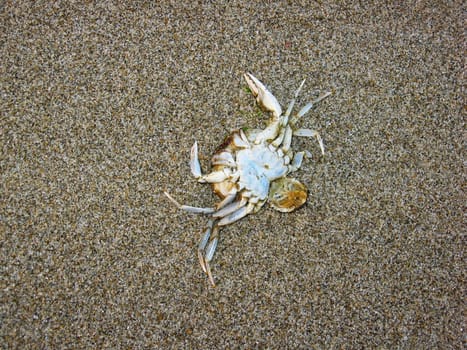 Crab