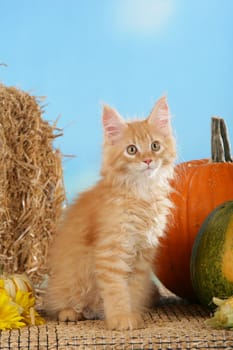 Red Maine Coon kitten in front of straw