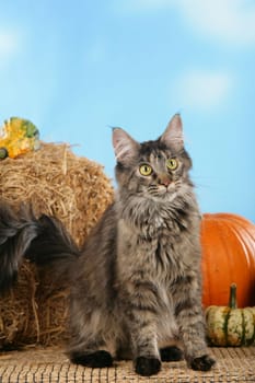 Maine Coon cat sits in front of pumpkin bites