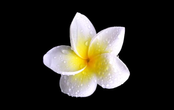Flowerage