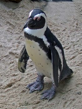 Jackass penguin