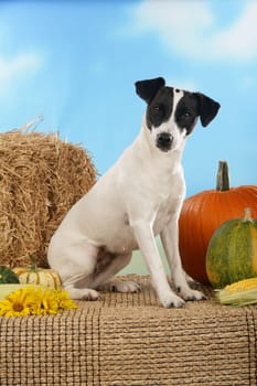 Jack Russell Terrier with Pumpkin