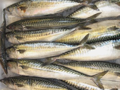 Mackerels