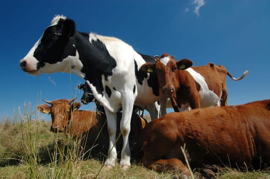 Cows 4