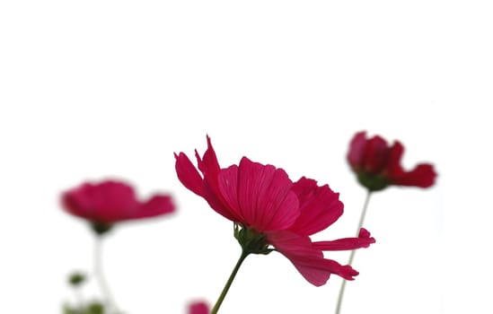Cosmea 4