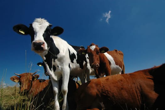 Cows 3