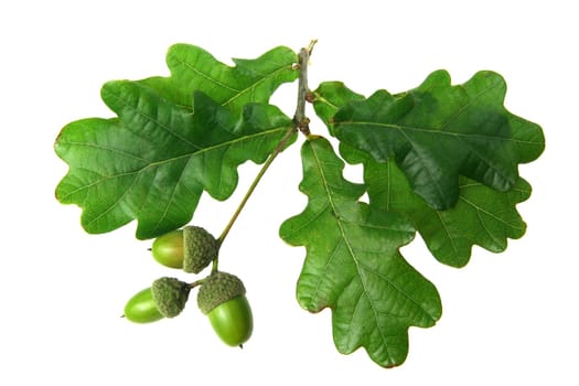 Eichenlaub