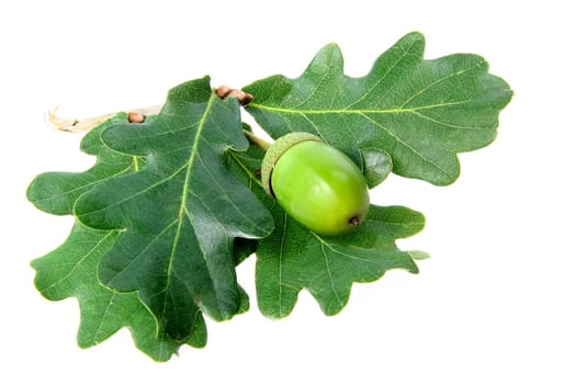 Eichenlaub