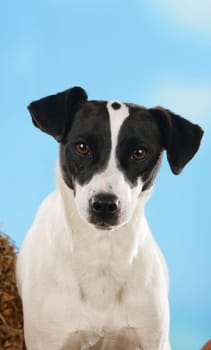 Jack Russell Terrier Black White