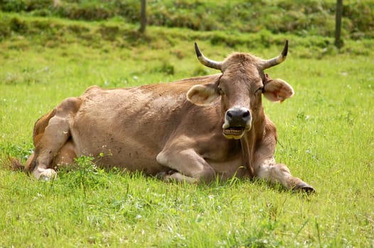 Bull lying down