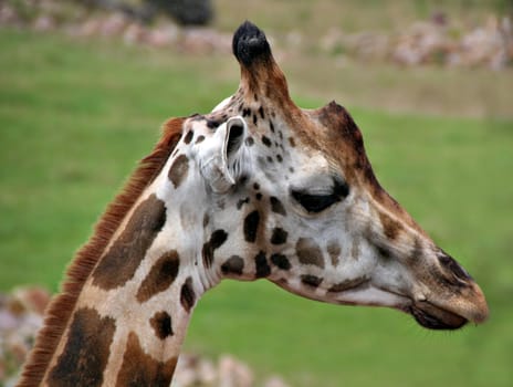 Giraffe