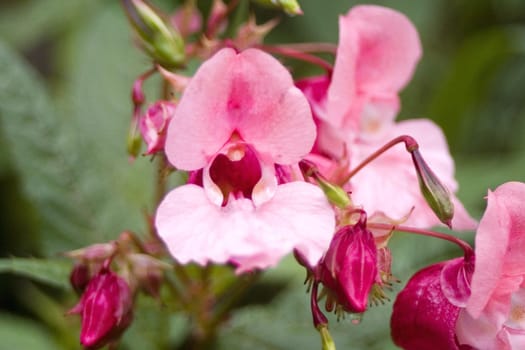 Indian Jumping Herb