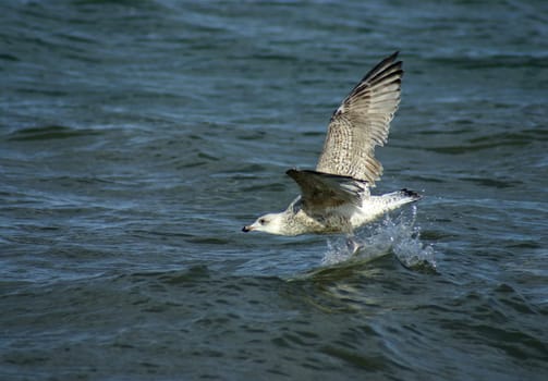 Herring gull landing