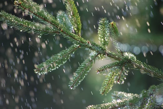 in the rain