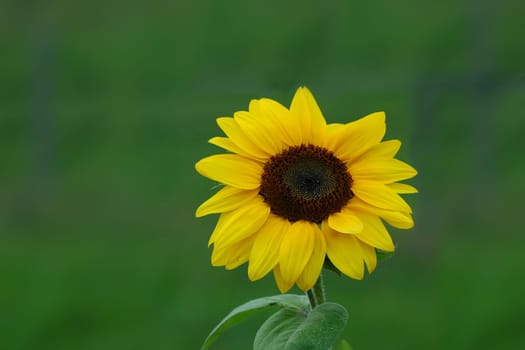 Sunflower 5