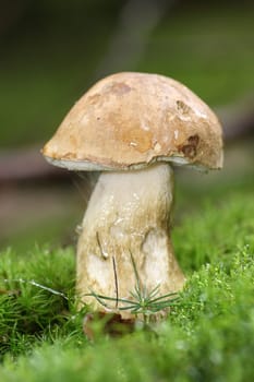 Bitter bolete