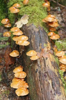 Stick sponges