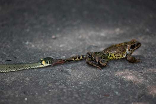 Snake and Frog