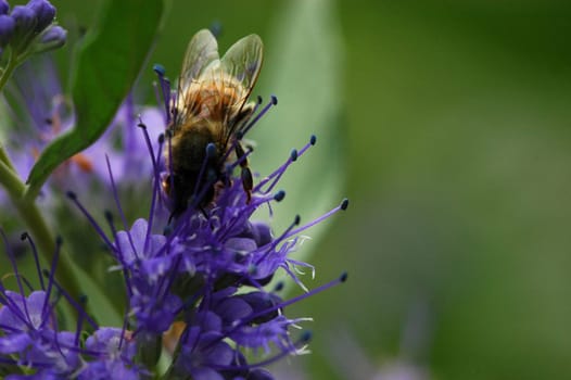Bee 1