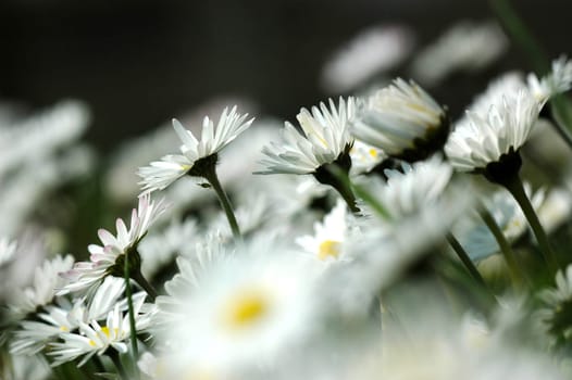 Daisies