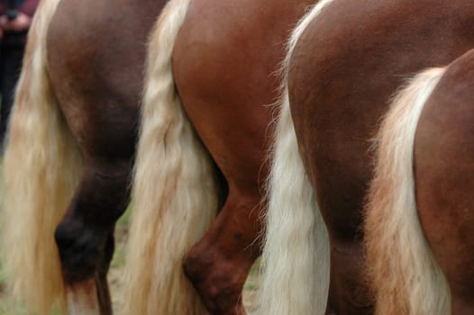 Horse's tail