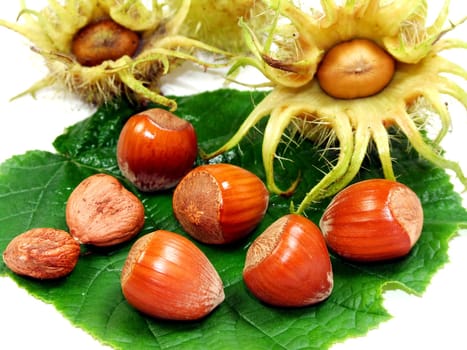Hazelnuts