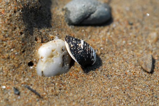 Shell and stones