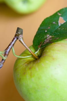Apple Harvest