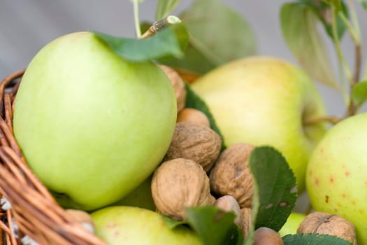 Apple Harvest