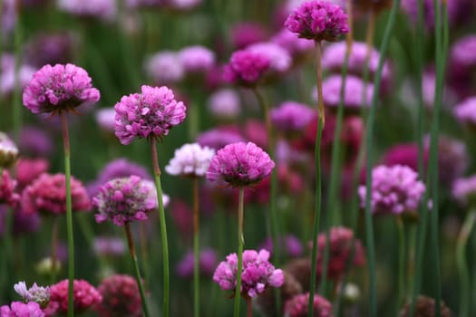 Carnation
