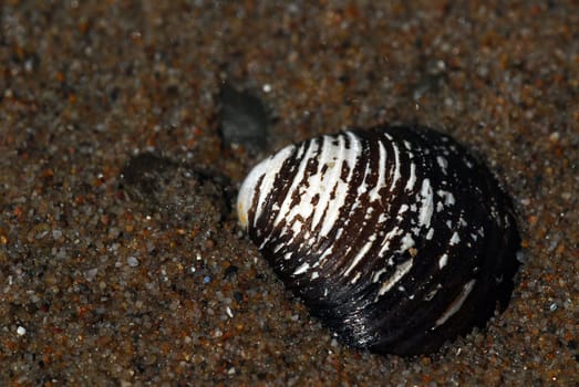 Shell