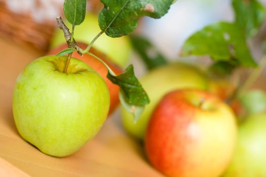 Apple Harvest
