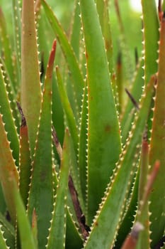 Aloe