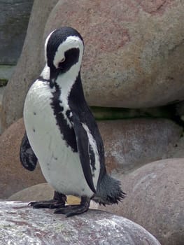 Jackass penguin