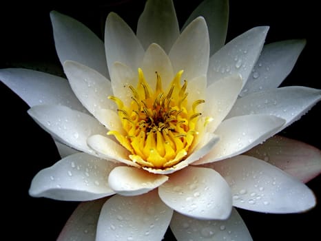 Blossom Magic
