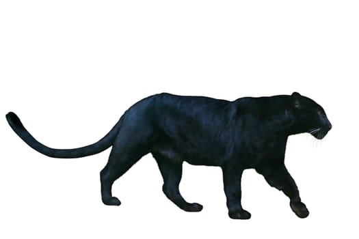 Black Panther free (1)
