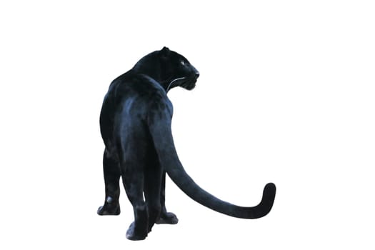 Black Panther Free (3)