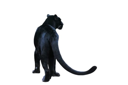 Black Panther free (2)