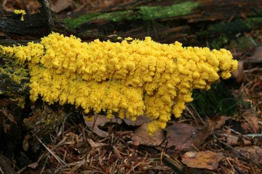 Slime mold