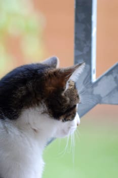 Cat at the window