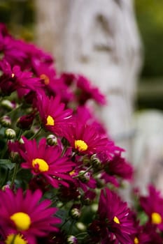 at the garden gate