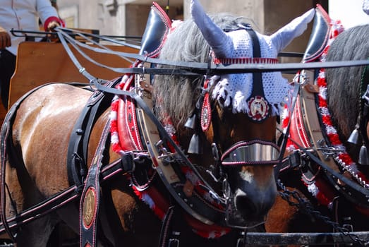 Carriage Horse