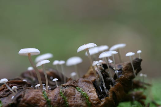 Mushrooms on old deciduous leaves
