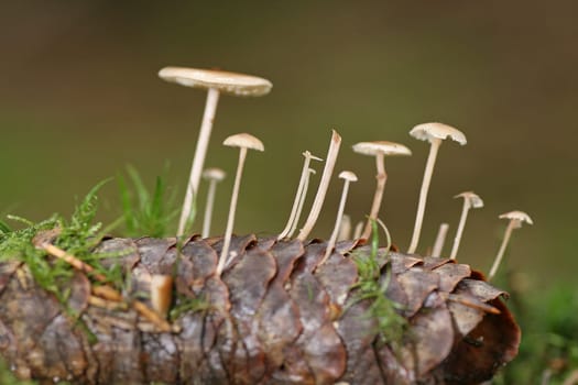 Mushrooms on spruce cones