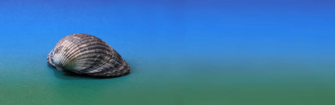 Shell in front of colour gradient - panorama format