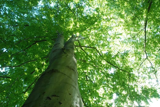 Tree grains