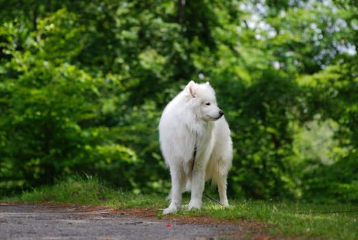 Samoyed